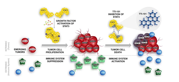 Targeting STAT3 to treat hepatocellular carcinoma, innovative therapy receives FDA fast track designation
