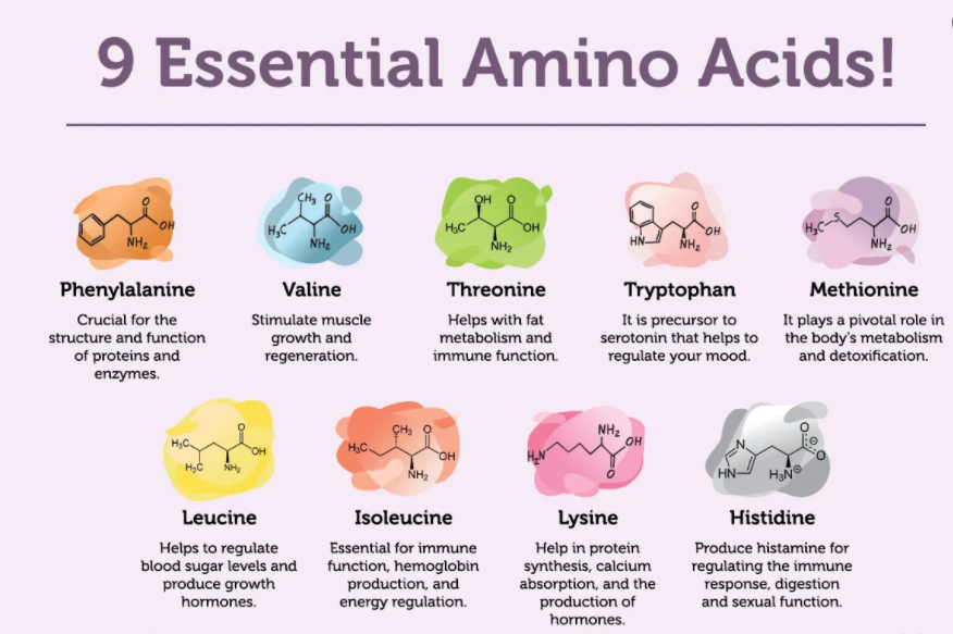 Aromatic Amino Acids: Essential Building Blocks in Biochemistry