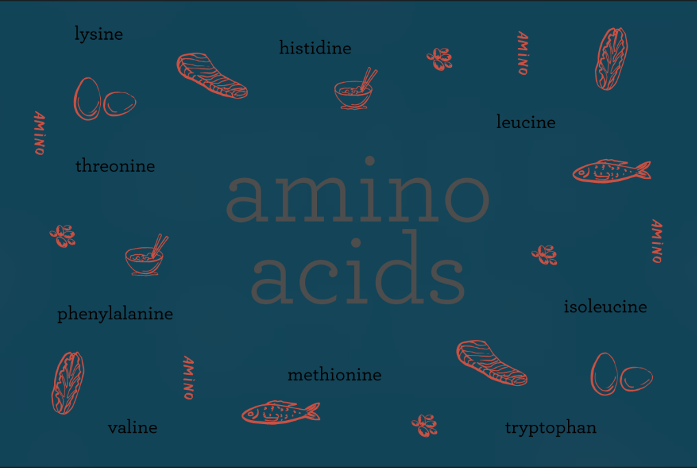 Metabolism of Amino Acids and Derivatives: Pathways and Functions