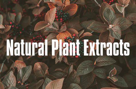 Plant Extracts and Prebiotics: Synergistic Applications in Health and Industry